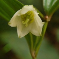Disporum cantoniense var. cantoniense (Lour.) Merr.